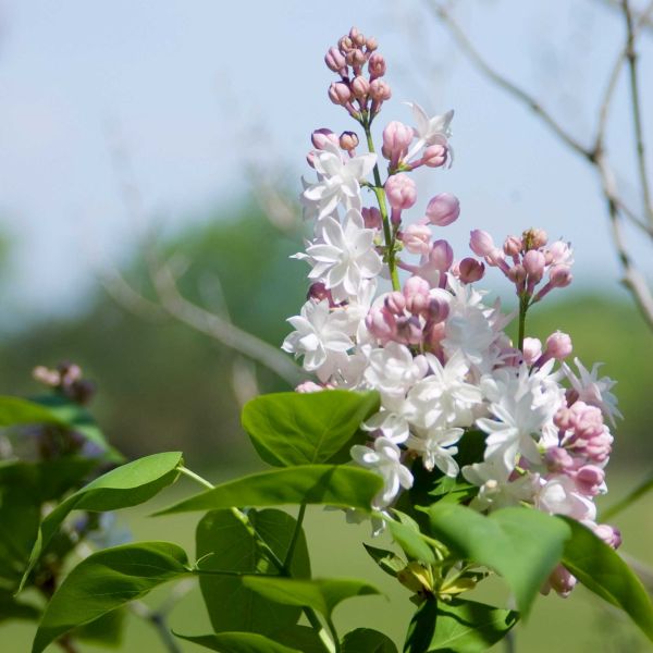Beauty of Moscow Lilac image