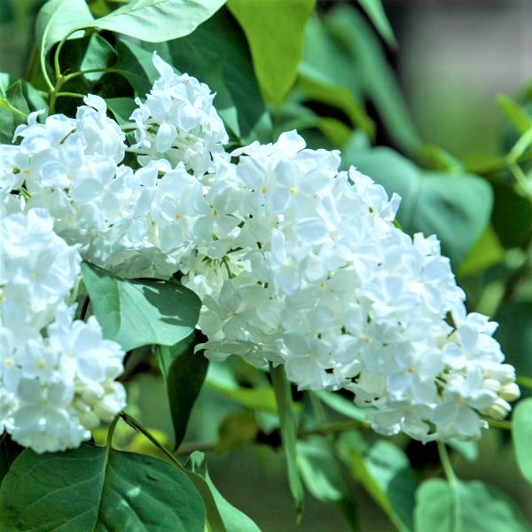 Common White Lilac image