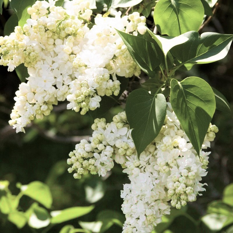 Madame Lemoine Lilac image