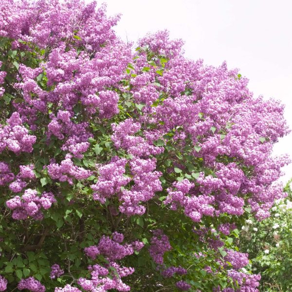 Pocahontas Lilac image