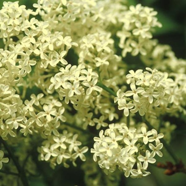 Syringa Primrose image