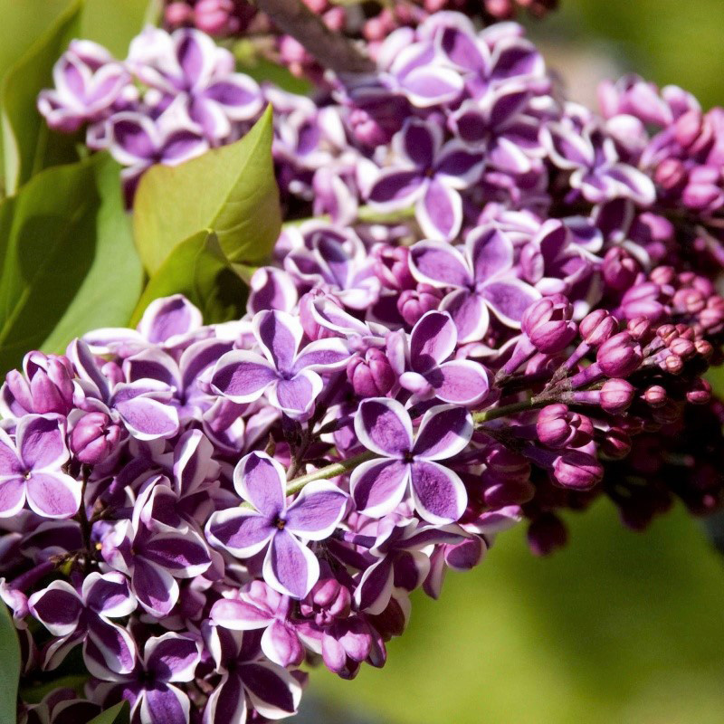 Sensation Lilac image