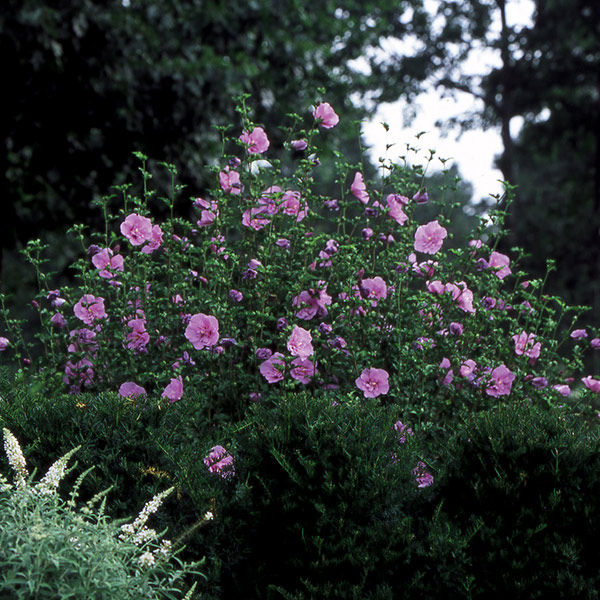 Lavender Chiffon Rose of Sharon image