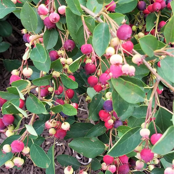 Regent Saskatoon Serviceberry image