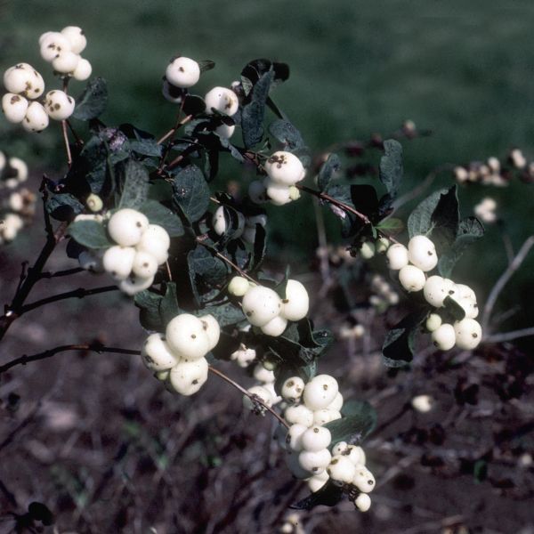 White Snowberry image