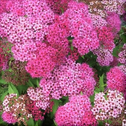 Neon Flash Spirea image
