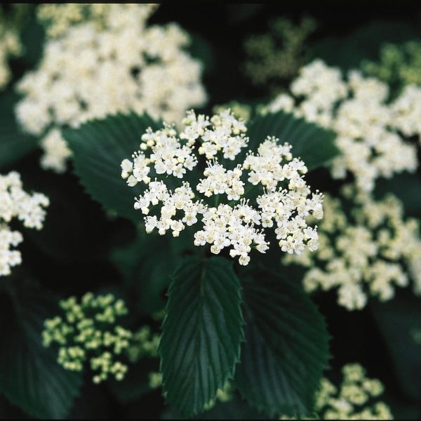 Autumn Jazz Arrowwood Viburnum image