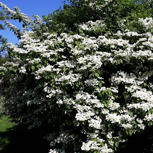 Maries Doublefile Viburnum image