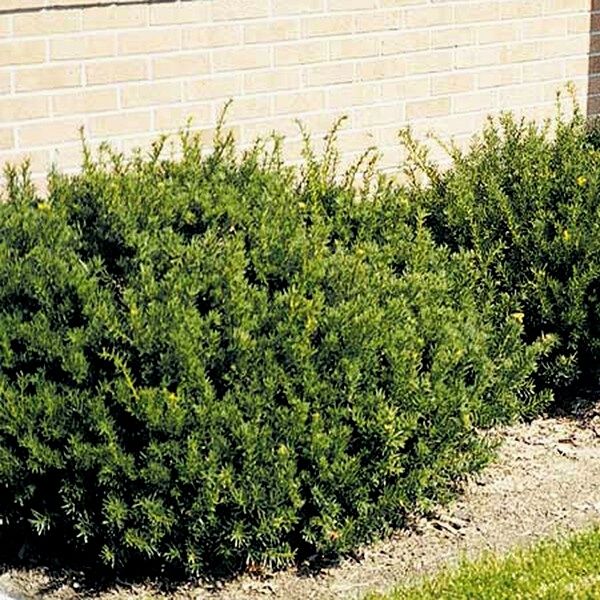 Taunton Spreading Yew image