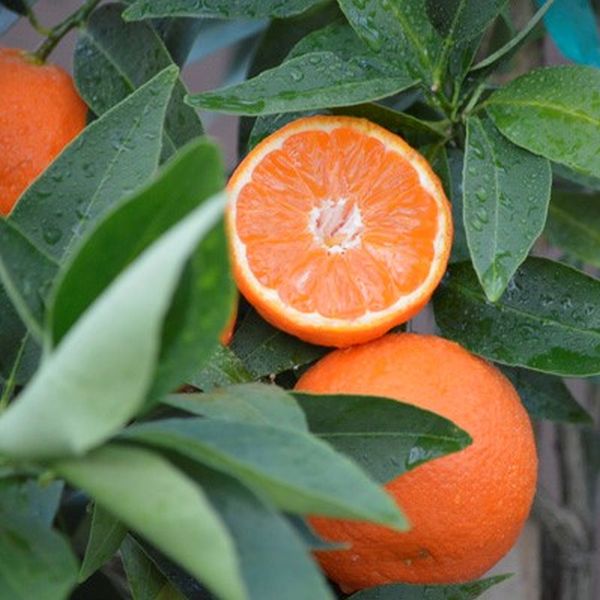 Page Mandarin image