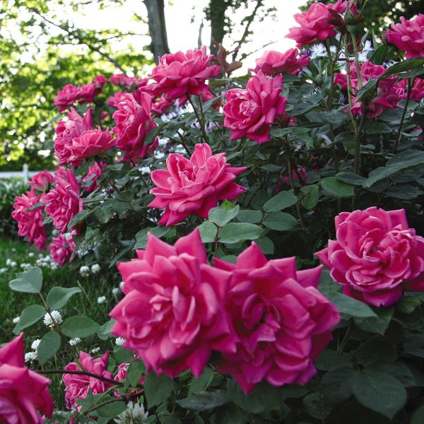 Pink Double Knock Out Rose Shrub image