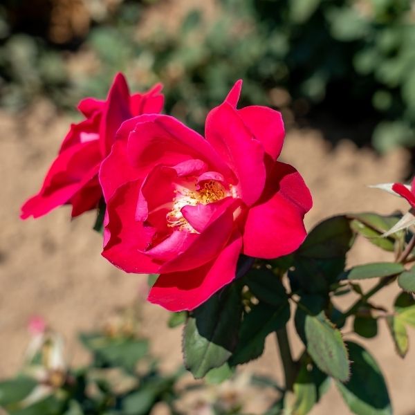 Winnipeg Parks Rose image
