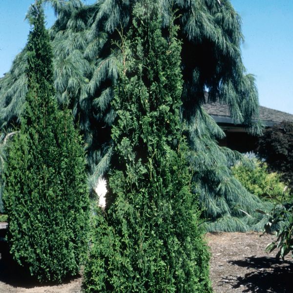 Degroot's Spire Arborvitae image