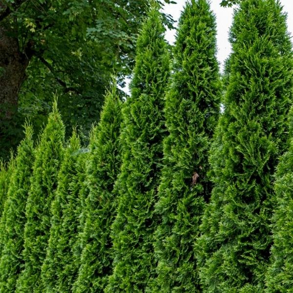 Arborvitae 'Emerald Green' image