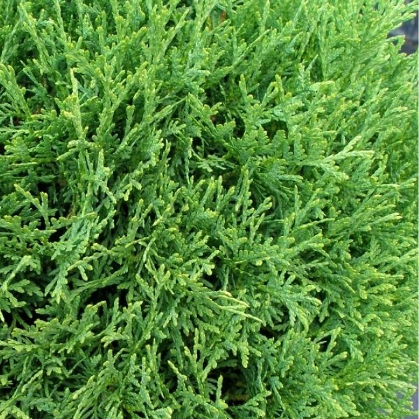 Hetz Midget Arborvitae image