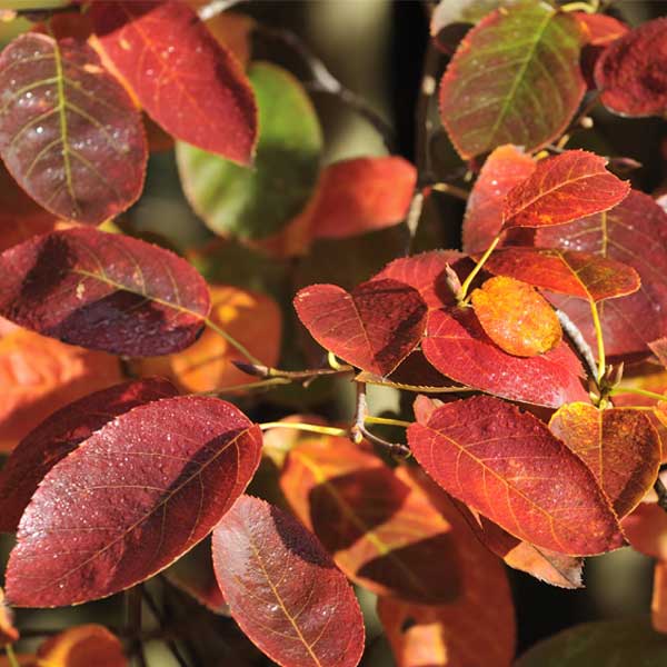 Autumn Brilliance Serviceberry image