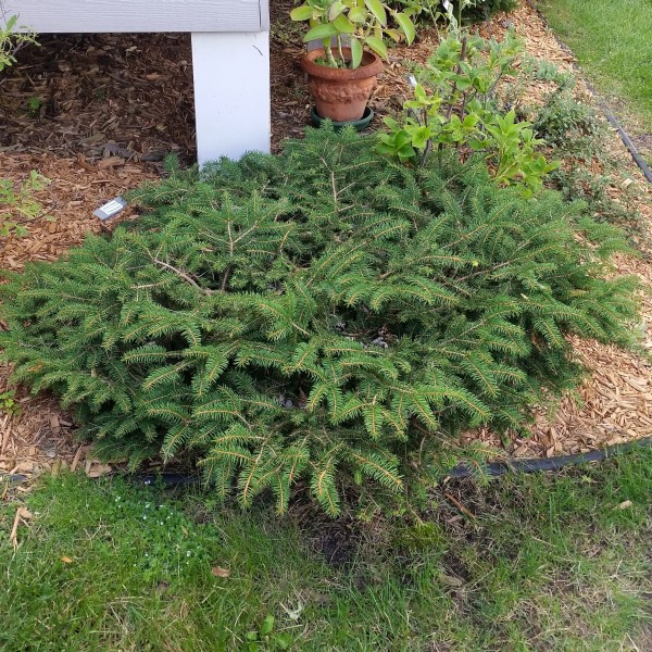 Bird's Nest Spruce image