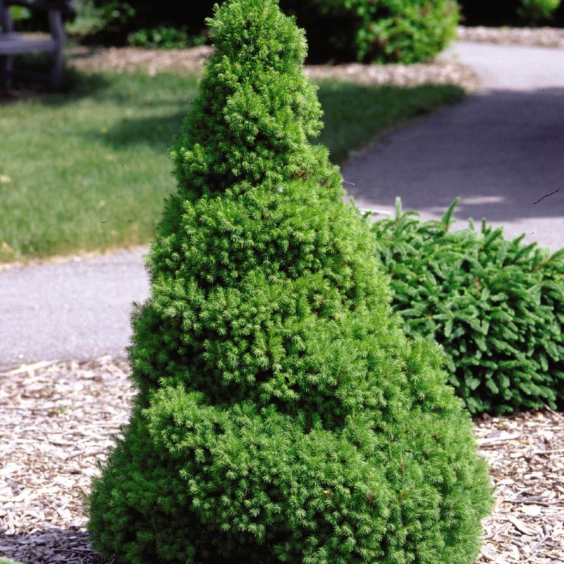 Dwarf Alberta Spruce image