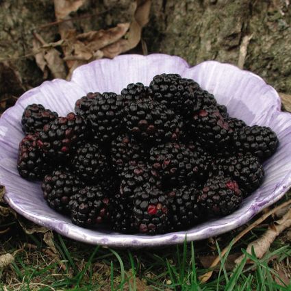 Chester Thornless Blackberry image