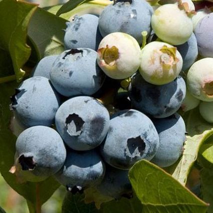 Bluecrop Blueberry image