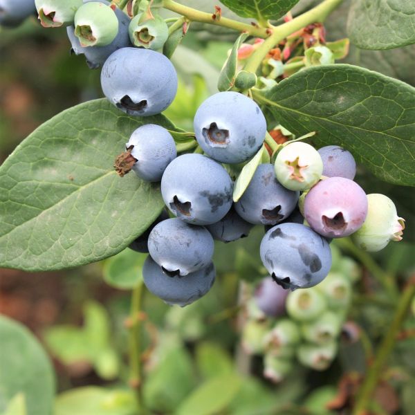 Northcountry Blueberry image