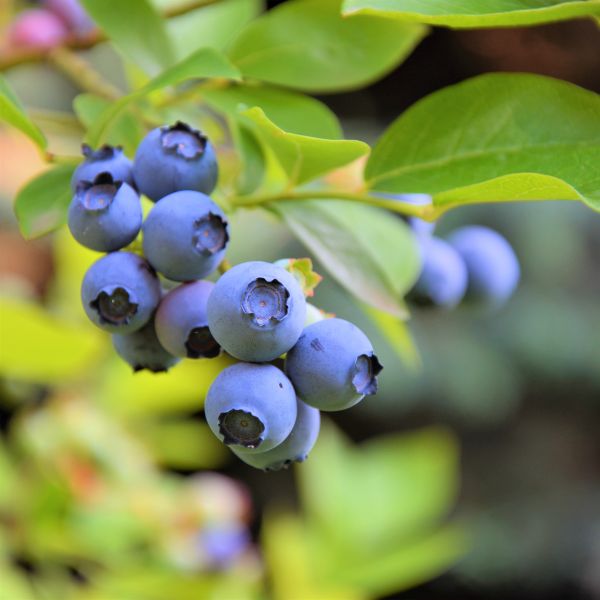 Northland Blueberry image