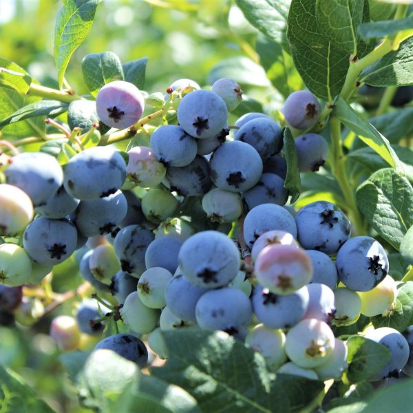 Northsky Blueberry image