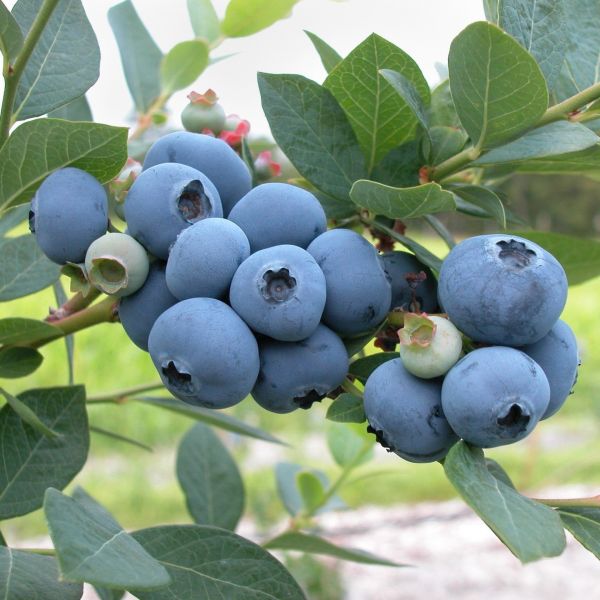 Patriot Blueberry image