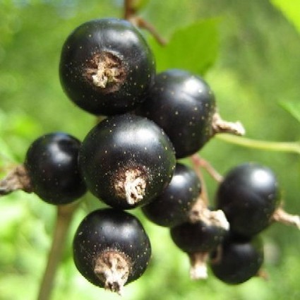 Consort Black Currant image