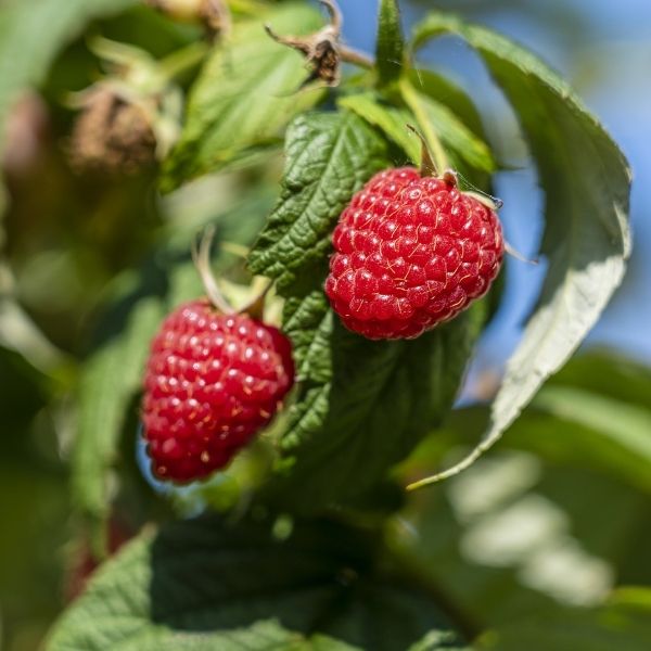 Caroline Raspberry image