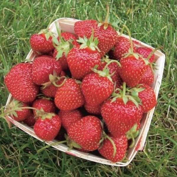 Allstar Strawberry image