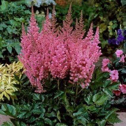 Visions in Pink Astilbe image