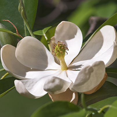 Sweet Bay Magnolia Tree image