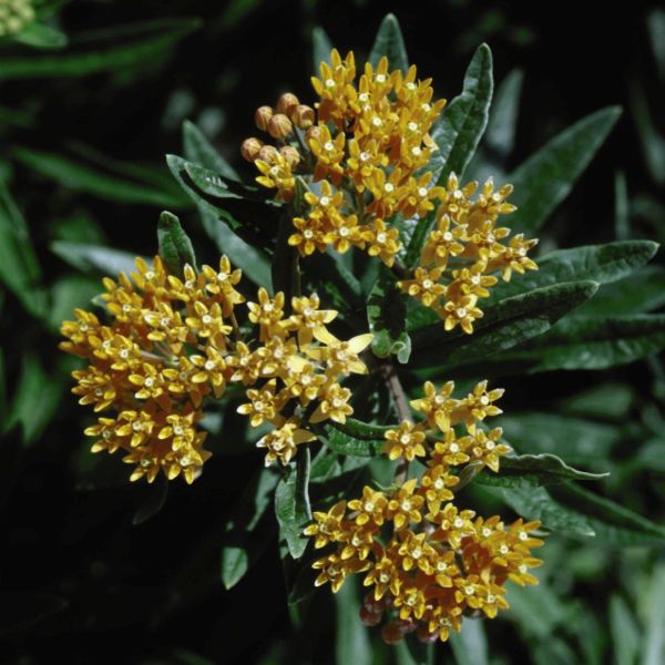 Hello Yellow Butterfly Plant image