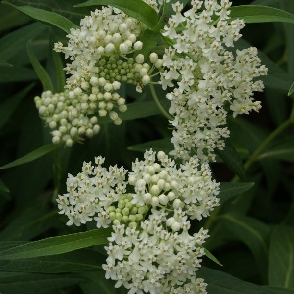 Ice Ballet Butterfly Plant image