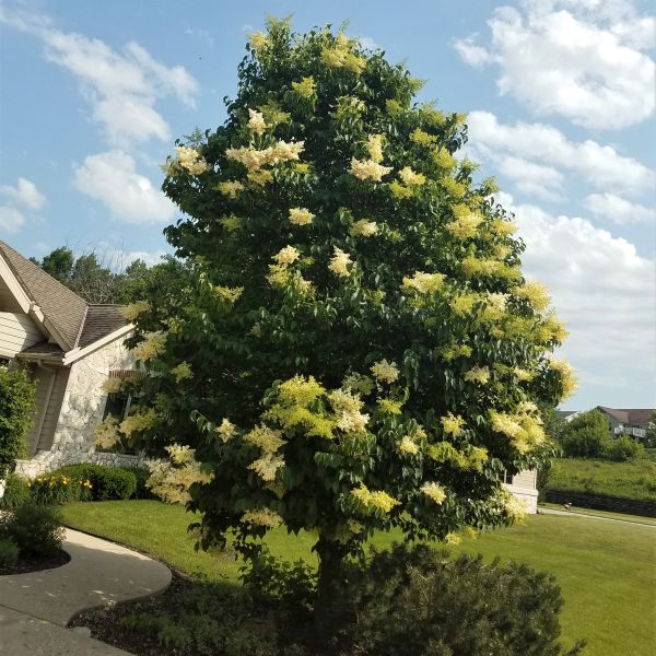 Ivory Silk Lilac Tree image