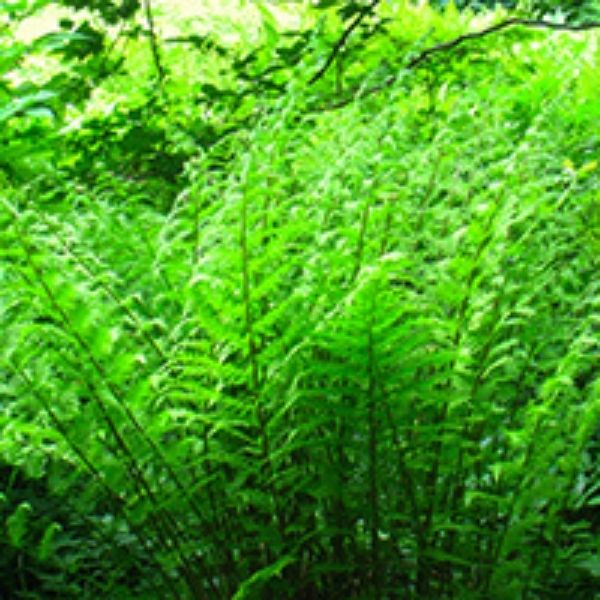 Lady Fern image