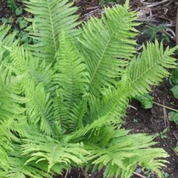 Ostrich Fern image