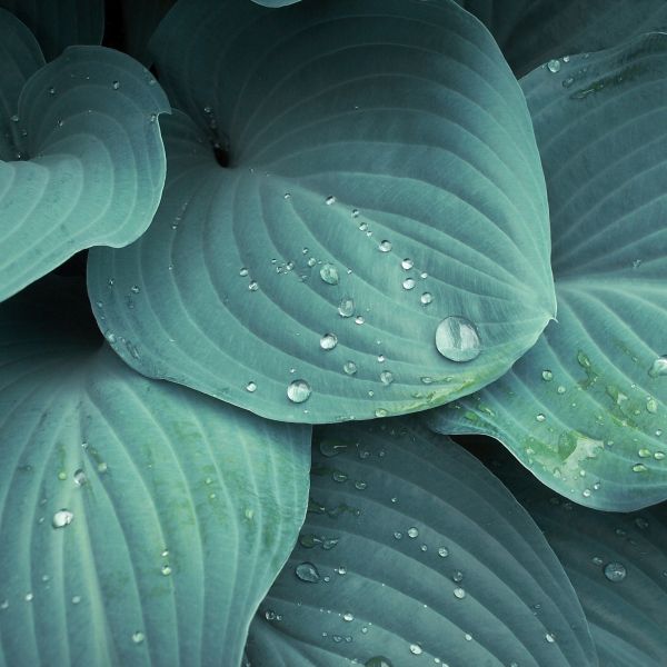 Blue Mouse Ears Hosta image