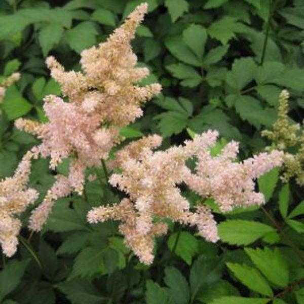 Peach Blossom Astilbe image