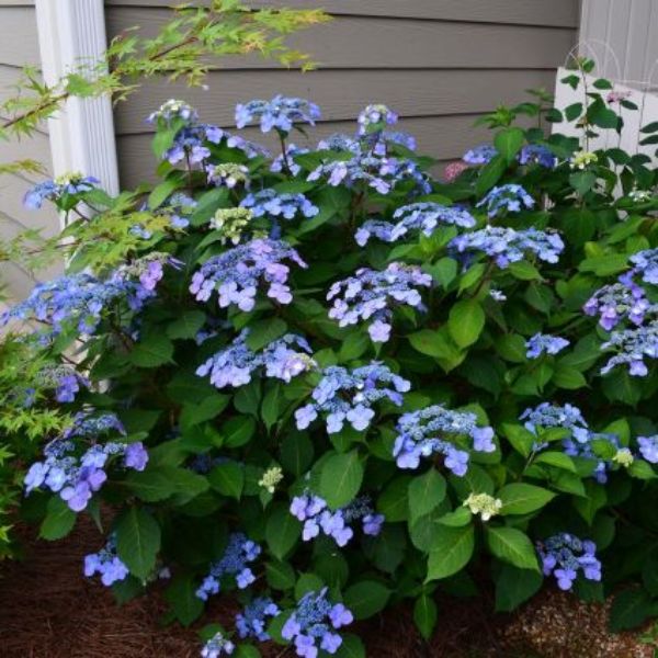 Endless Summer Twist-n-Shout Hydrangea image