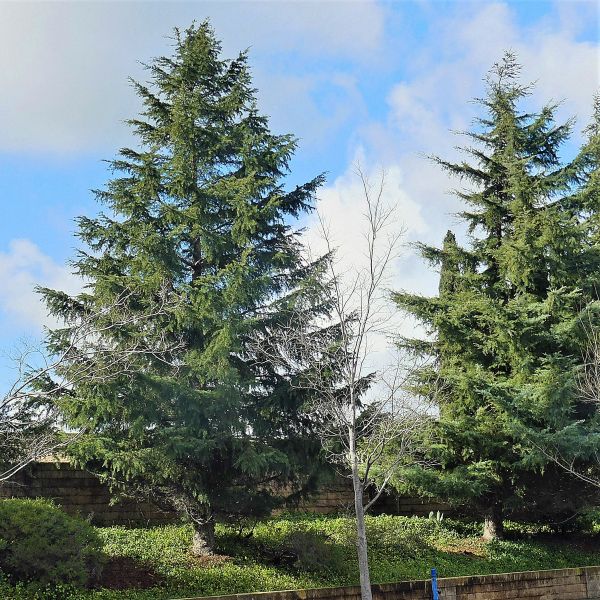 Deodar Cedar Tree image