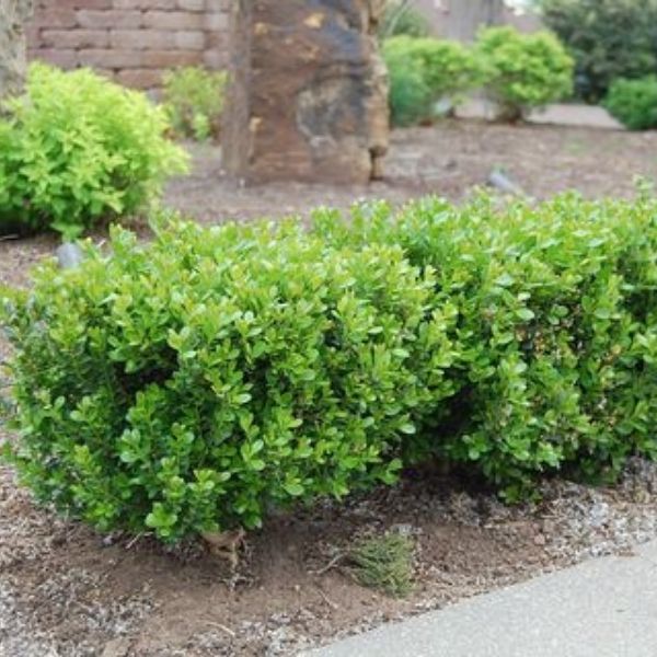 Green Gem Boxwood image
