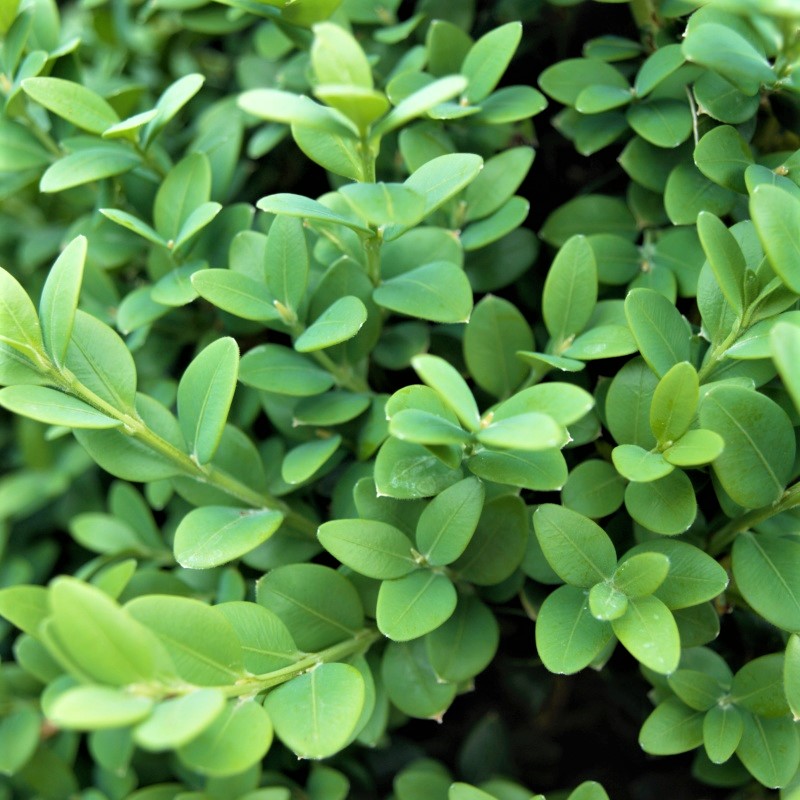 Green Mountain Boxwood image
