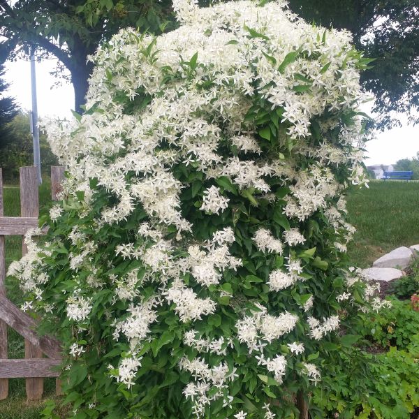 Sweet Autumn Clematis image
