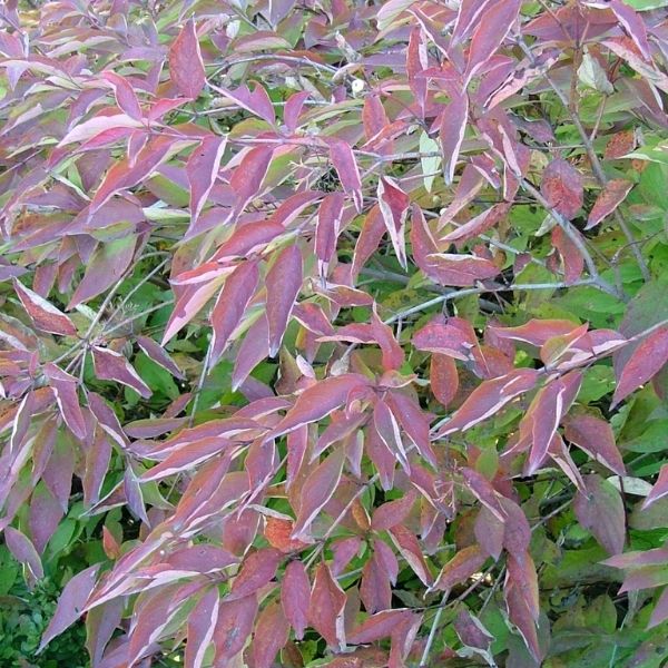 Muskingum Dogwood image