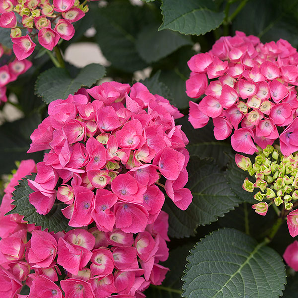 Cityline Paris Bigleaf Hydrangea image