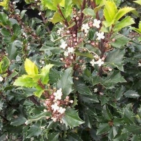 Blue Prince Holly image