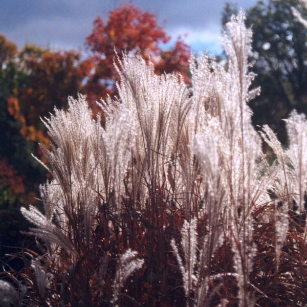 Purple Flame Grass image