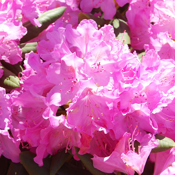 Roseum Elegans Rhododendron image